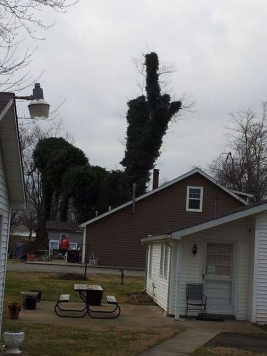 Деревья отжигают