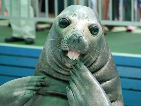 Ржачные и няшные зверушки