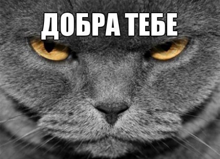 Доброжелательный котэ