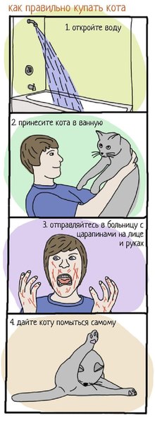 Как помыть кота