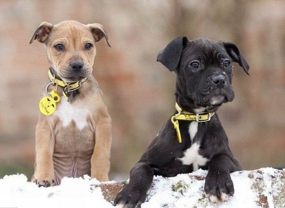 Зверушки раньше и сейчас