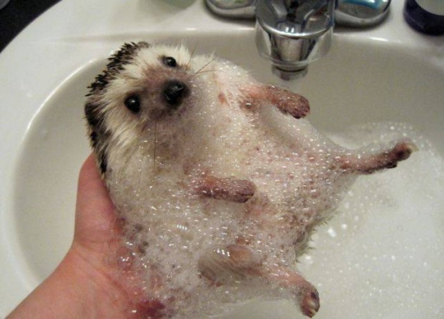 Пенные фотоприколы