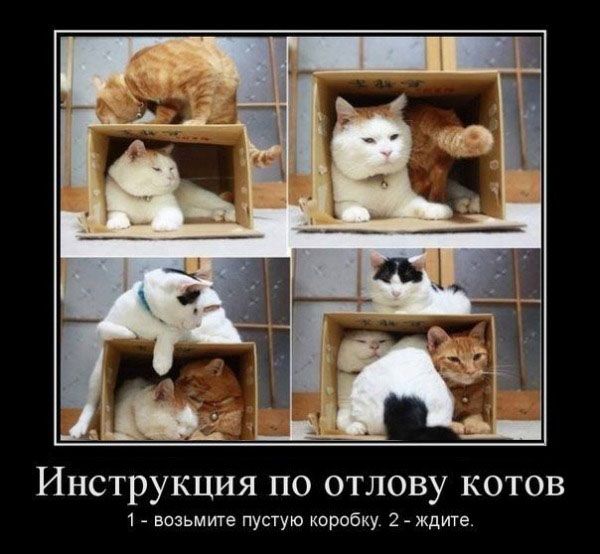 Демотиваторы про котов
