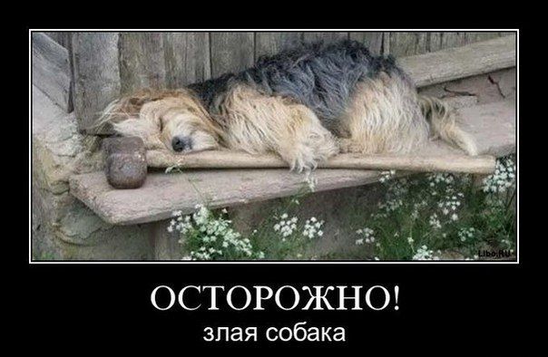 Демотиватор про злую собаку