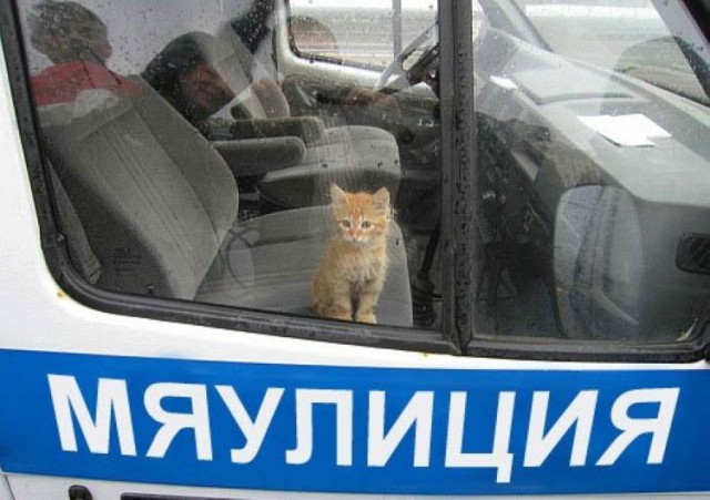 Котэ на страже порядка