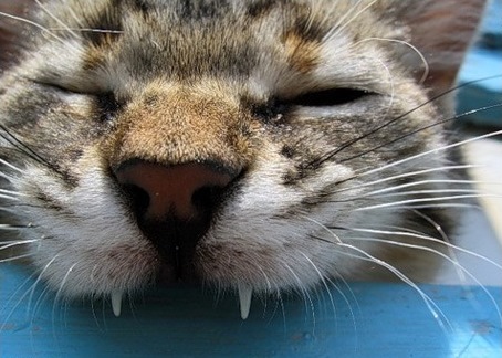 Говорите с кошками!