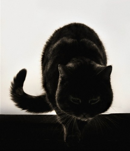 ох уж эти загадочные мурлыки...