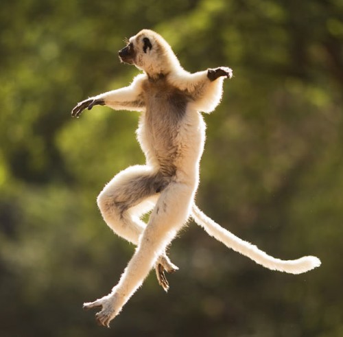 Грациозный лемур=)))))) (LOL)