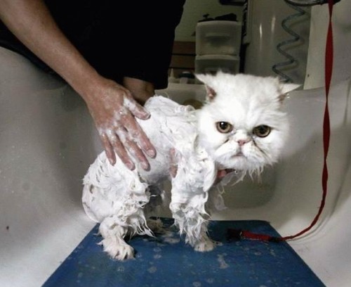 Мокрые кошки