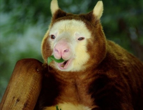 Чудеса природы