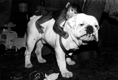 Бибизяны и Ко