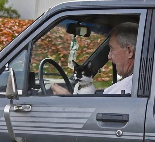 Выгул котов разрешен!;]