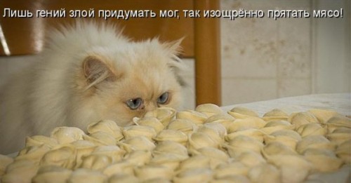 Еще кошаки=)