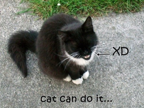 Коты это могут XD