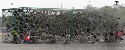 Жесткое мочилово в голубятне