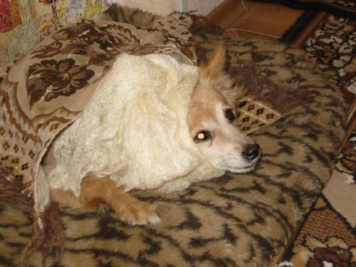 БОЛИТ УШКО......