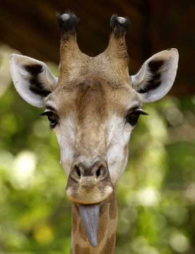 жирафко-языкафко