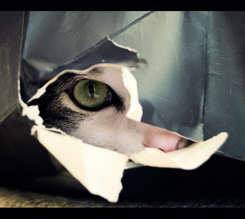 ку-ку!! лучший твой подарочек это Я