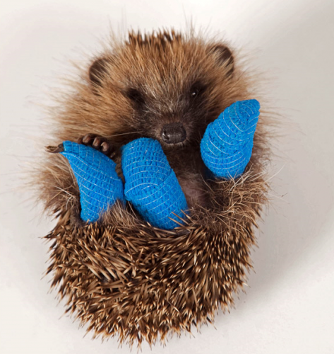 Ежик экстримал