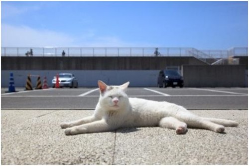 Флегма котэ