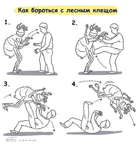 Как бороться с лесными клещами