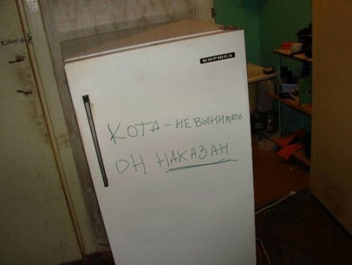 Котэ провинился