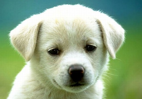 Табу в Иране