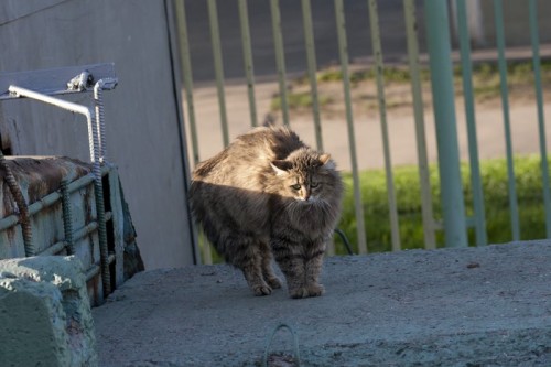 Котэ разозлили