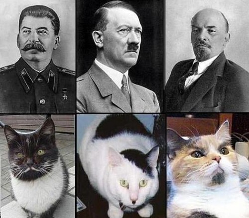 Коты - тоже люди