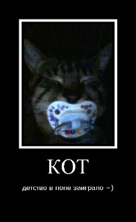 Кот