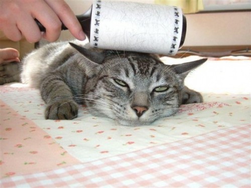 Погладь кота