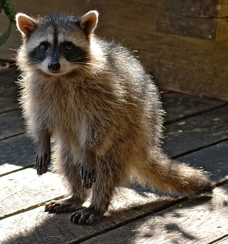 Я потеряшко