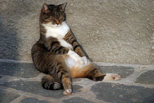 В каких позах спят коты