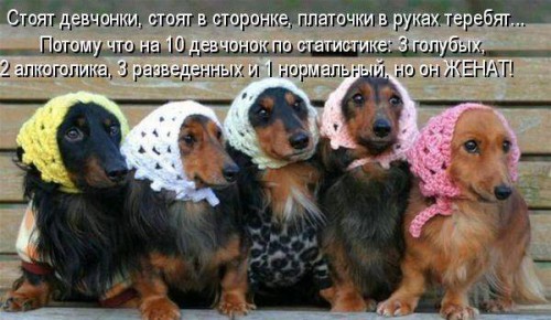 Смешные котоматрицы