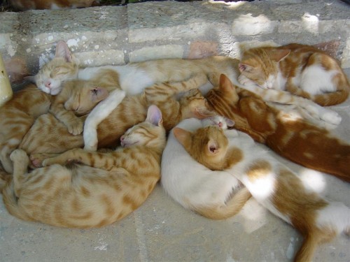 Коты - на них можно смотреть вечно