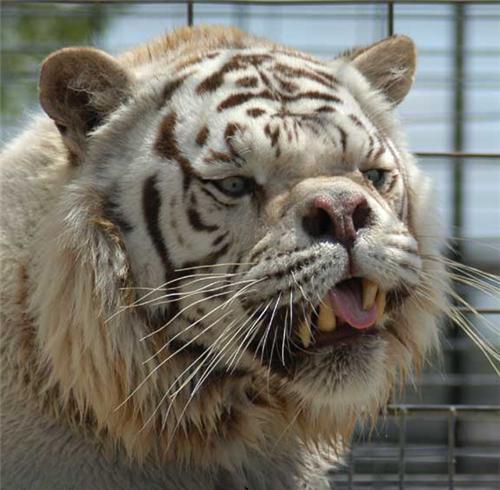 Животные морды