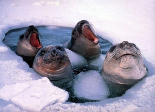 Смешные животные