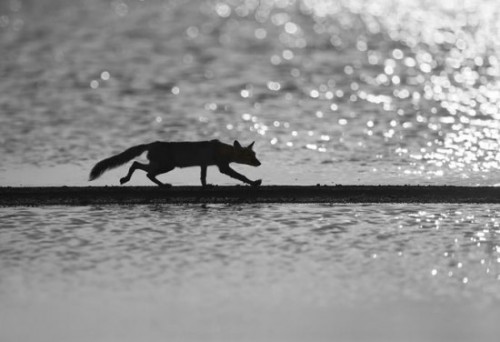 Лучшие фото дикой природы