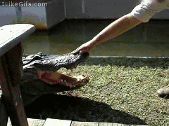 Хороший крокодил