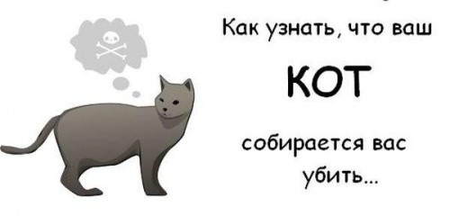 Как узнать что ваш кот собирается вас убить