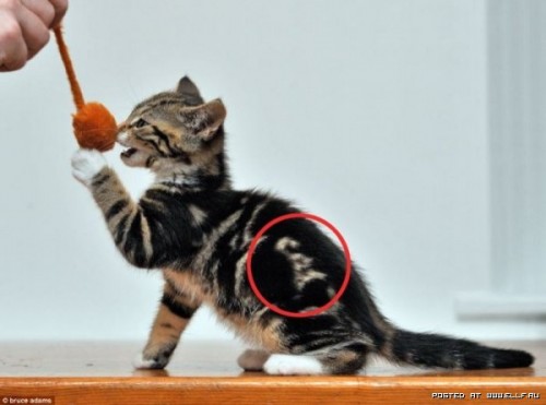 Спасибо, КЭП