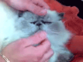Котэ удивляется