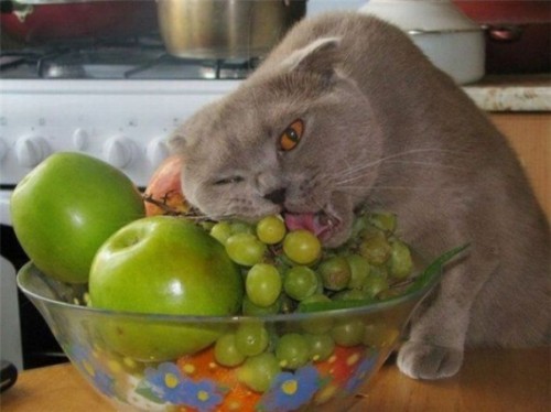 Котэ-гурман