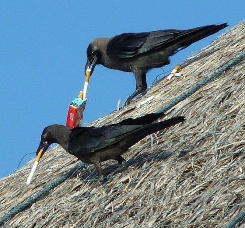 Капля никотина для ворон