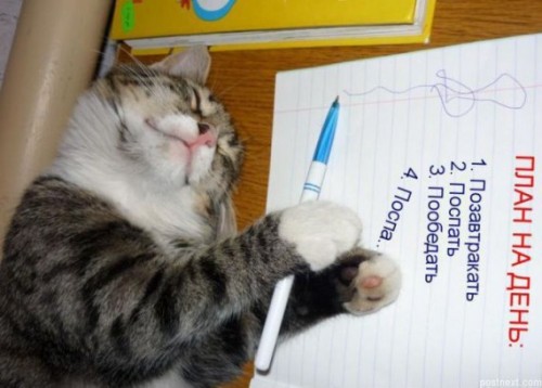 Кошачья жизнь