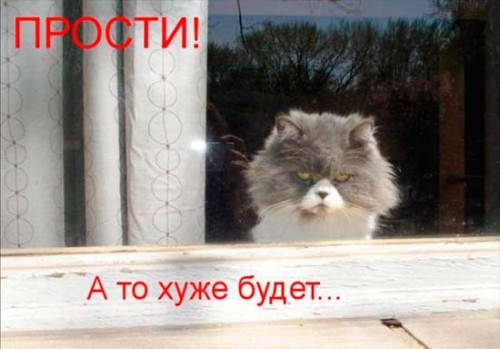 Прости котэ