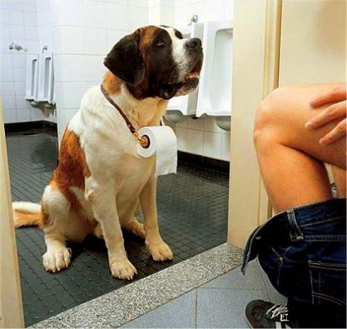 Полезные домашние животные