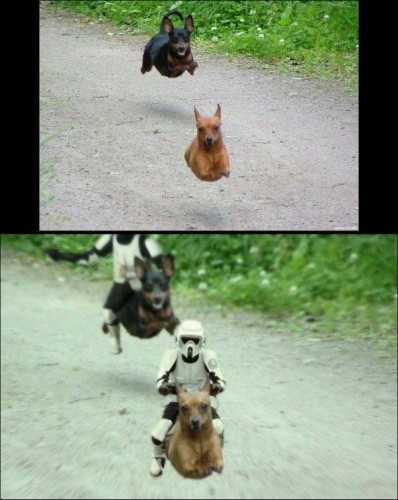 Звездные собаки