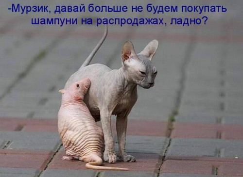 Веселые котоматрицы