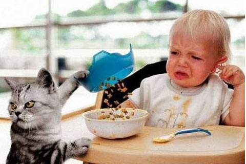 Коты и дети